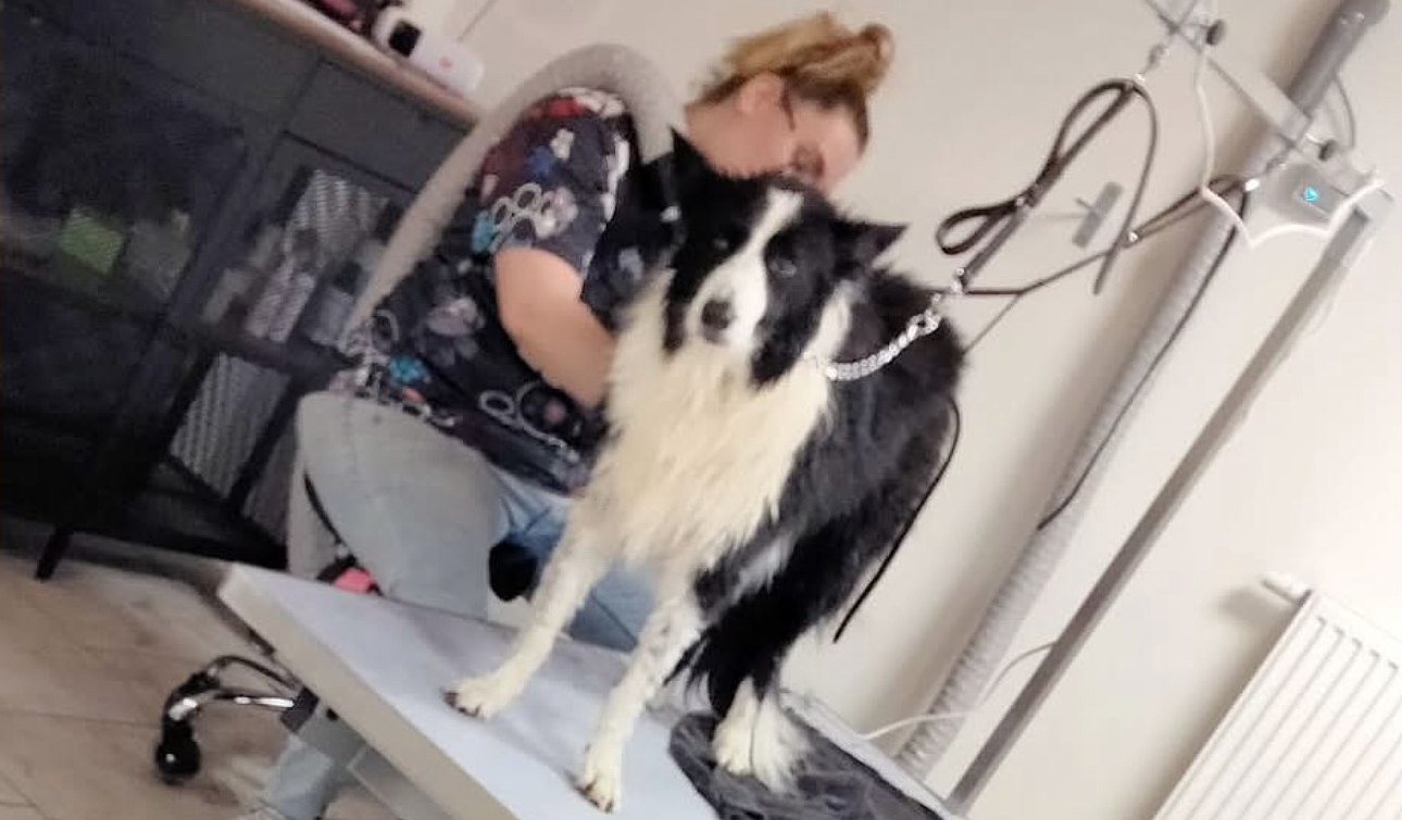 Photo de Lili Dogs  - Ophélie